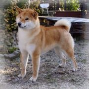 DELEN SOLAR BENISORA