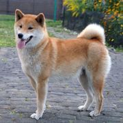 DELEN SOLAR BENISORA 3