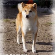 DELEN SOLAR WASABI 2