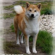 DELEN SOLAR WASABI 4