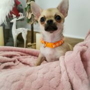 DELENA z Dorzecza FCI 