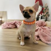 DELENA z Dorzecza FCI 