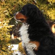 Delicja od Stasiaków