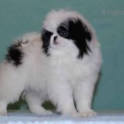 DELIS SAKURA IZUMI 2