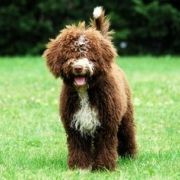 DEMA Canis Marinus 2