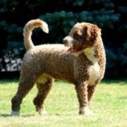 DEMA Canis Marinus 3