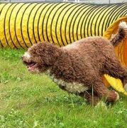 DEMA Canis Marinus 4