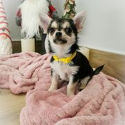 DERIA z Dorzecza FCI 