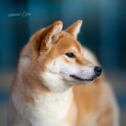 Derubiru Go Yuukitohokori (FCI)