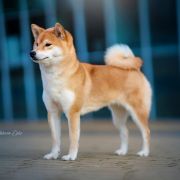 Derubiru Go Yuukitohokori (FCI)