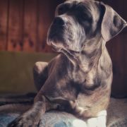 DESIDERIA Your Destiny FCI