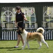 DESSI Rancho Amerdog