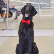 Deus Venator Baskin Robbins