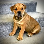 DEVI Corde Bellator(FCI)