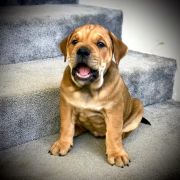 DEVI Corde Bellator(FCI) 2