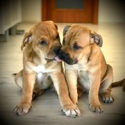 DEVI Corde Bellator(FCI) 3