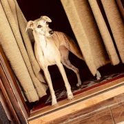 Dew CAVALLI SHELLMA 2