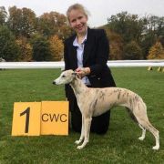 Dew CAVALLI SHELLMA 3