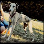 Dew CAVALLI SHELLMA 4