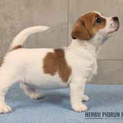  DEXTER Herbu Piorun (FCI)