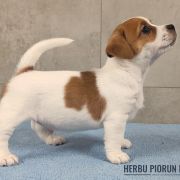  DEXTER Herbu Piorun (FCI)