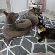 AMFA z Lasów Preczowskich