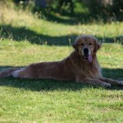 CH.BY,CH.RU, Ch.PL GOLDENS DE GAULES BRASIL