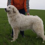 BELYIY KHVOSTOMACH BRIANA