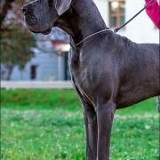 WODAN Margarejro (FCI)