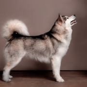 Iolanda Spring Storm