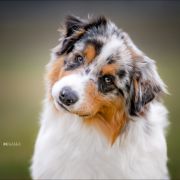 HYALIT OPALE Brennini