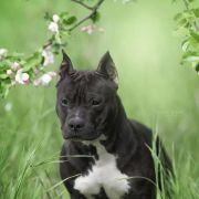 AST Point Klub FRENCH KISS