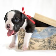 MADNESS Zealous Heart 