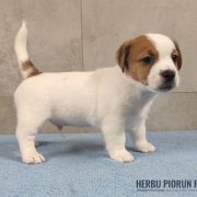 DIEGO Herbu Piorun (FCI)