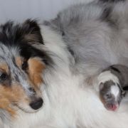 Di'Leila's Sheltie LADY IN BLUE 2