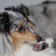Di'Leila's Sheltie LADY IN BLUE 3