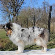 Di'Leila's Sheltie LADY IN BLUE 4