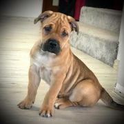 DINA Corde Bellator(FCI)