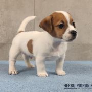 DINGO Herbu Piorun (FCI)