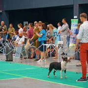 DISCO ROSSA-BULL FCI