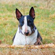 DISCO ROSSA-BULL FCI