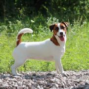 DISKAY DZHEKS BAIZO SEX BOMB