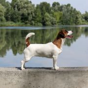 DISKAY DZHEKS BAIZO SEX BOMB