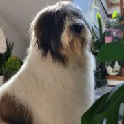 DIUNA Lesedi la Rona