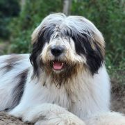 DIUNA Lesedi la Rona