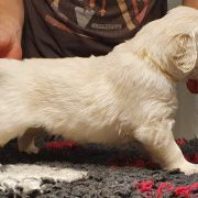 DON GRIDARE GIALLO Aurum von Pless