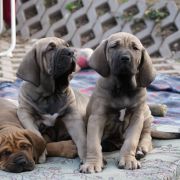 Don Juan Lady Fila on Les