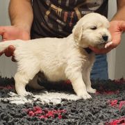 DON LEONARDO AZURRO Aurum von Pless 