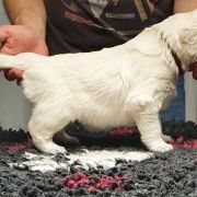 DON SANTO MARRONE Aurum von Pless