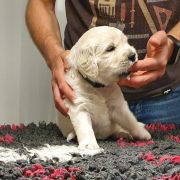 DON VITO GRIGIO Aurum von Pless